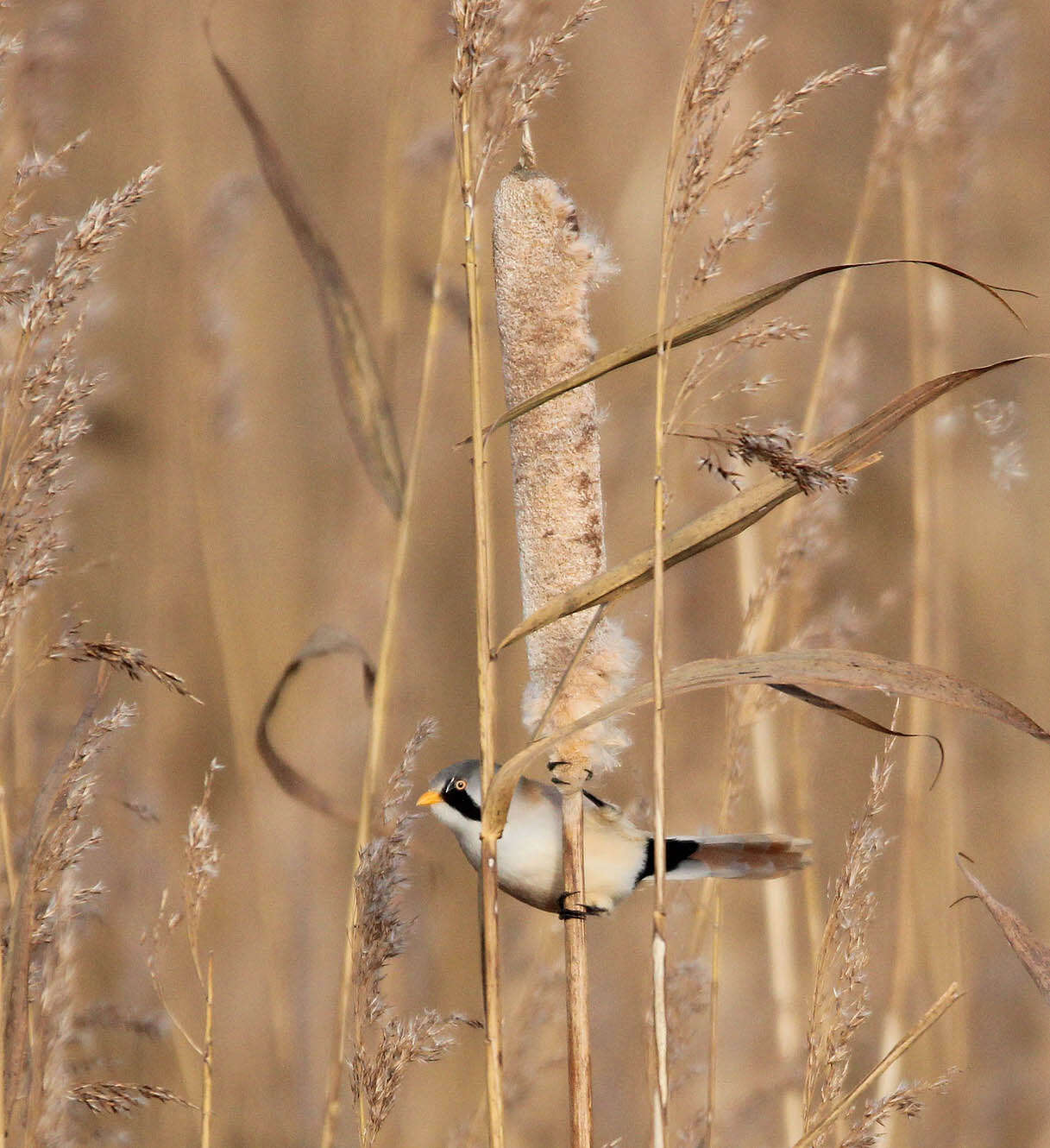 Image of Panuridae