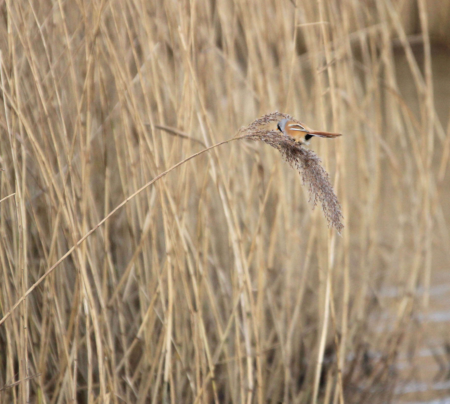 Image of Panuridae