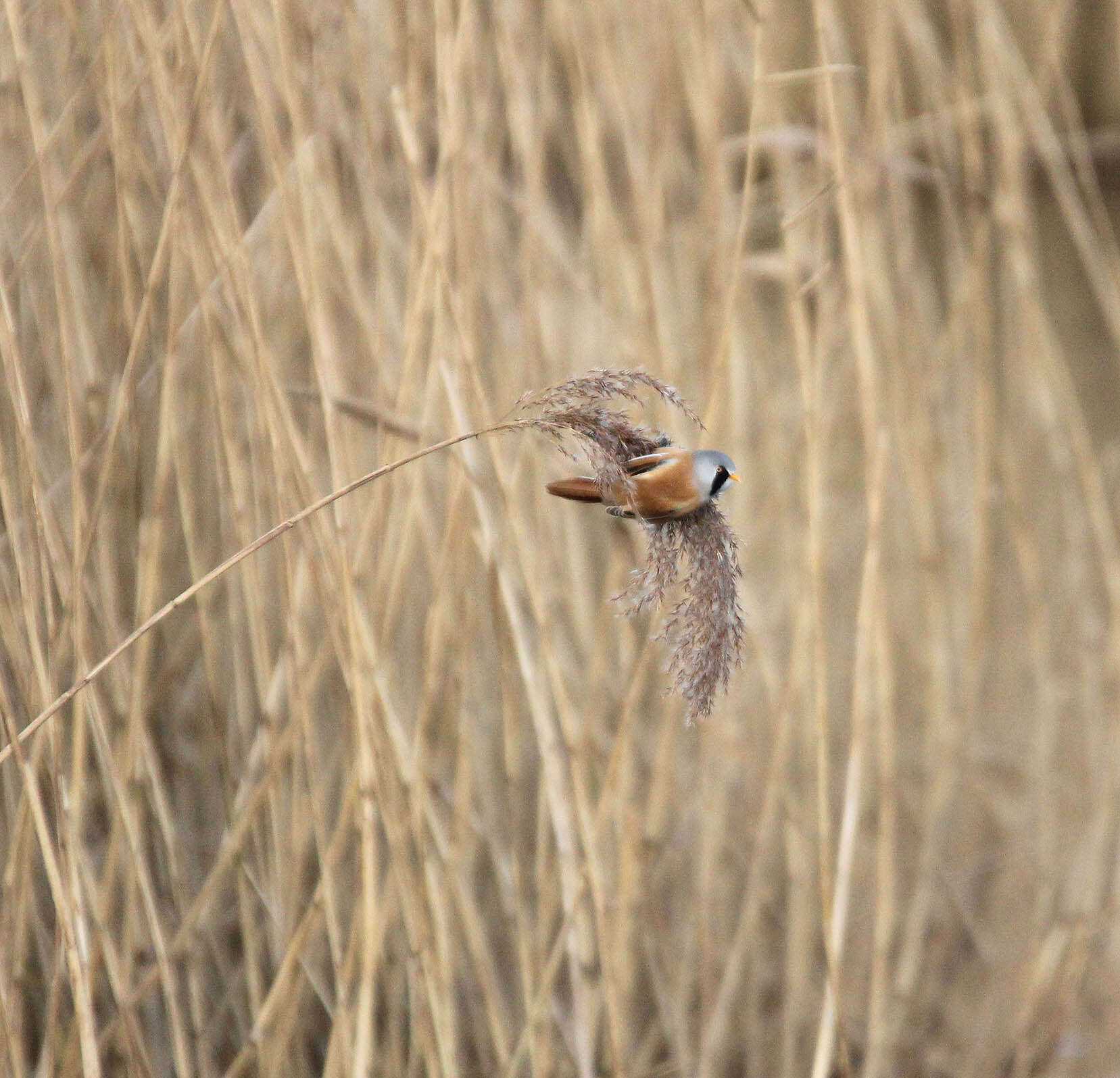 Sivun Panuridae kuva