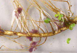 Image of <i>Lamprocystis roseo-persicina</i>