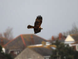 Image of Eurasian Marsh Harrier