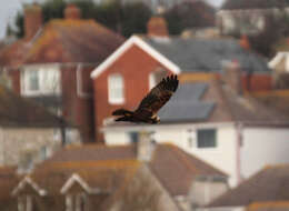 Image of Eurasian Marsh Harrier