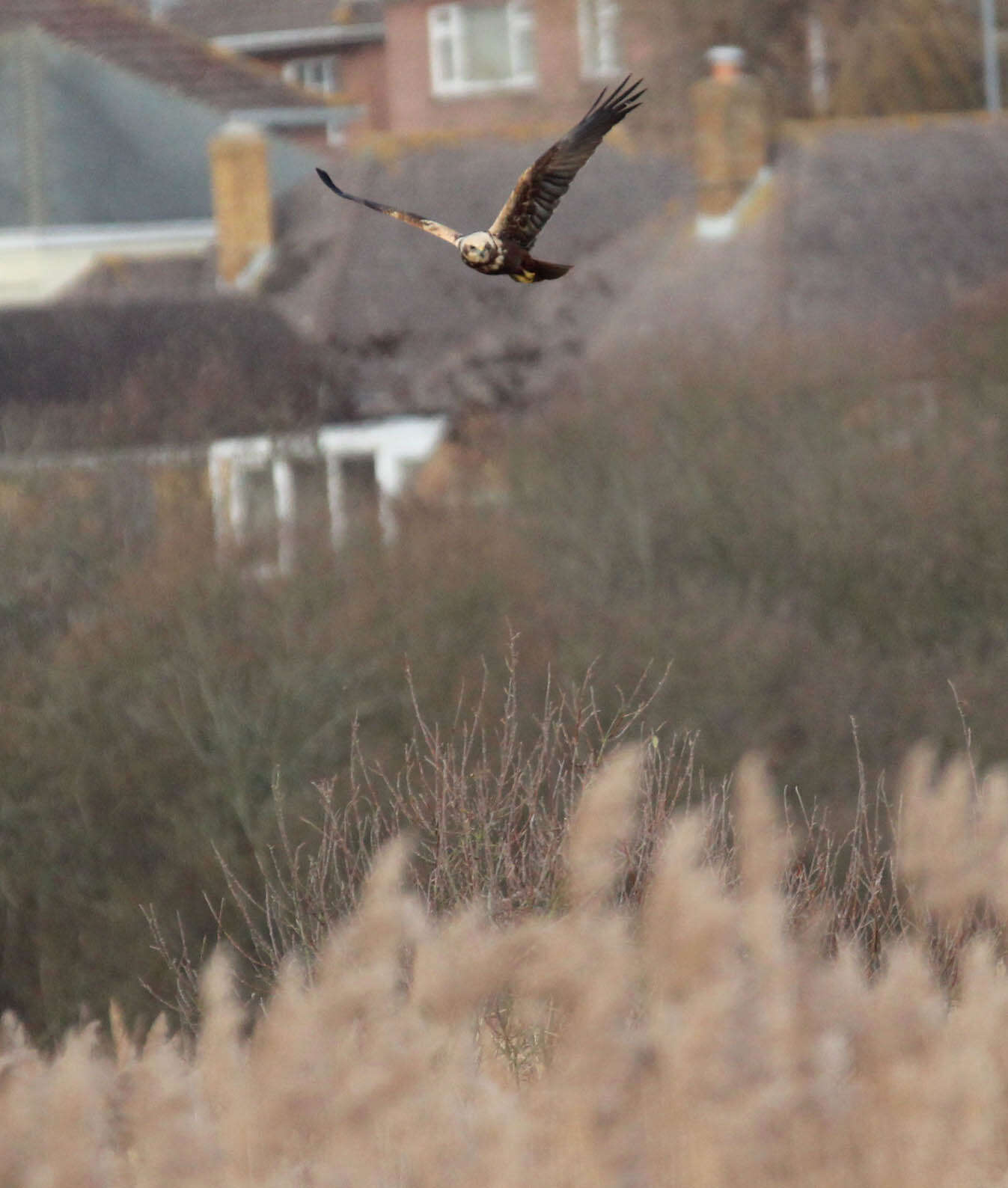 Image of Eurasian Marsh Harrier