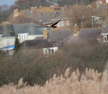 Image of Eurasian Marsh Harrier