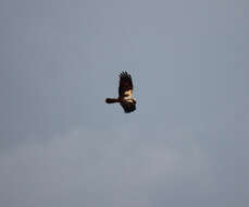 Image of Eurasian Marsh Harrier