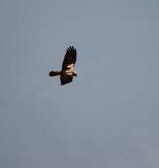 Image of Eurasian Marsh Harrier