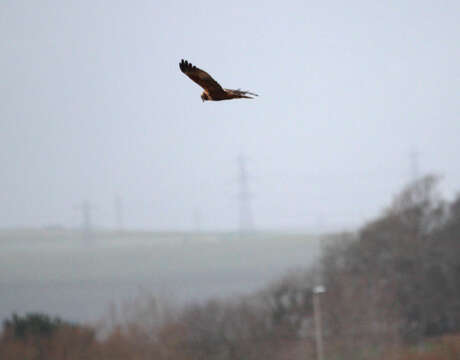 Image of Eurasian Marsh Harrier