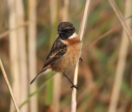 Image of European Stonechat