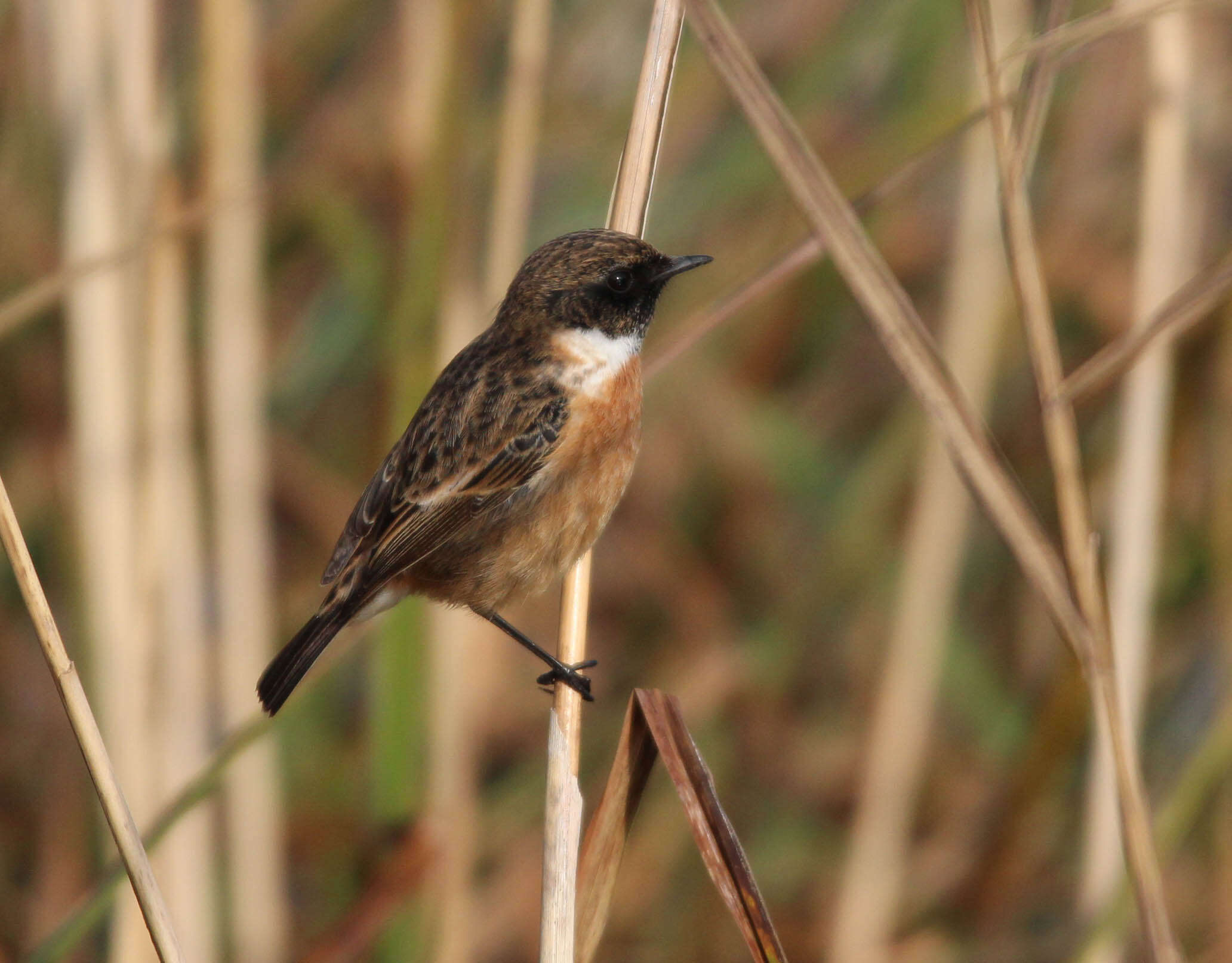 Image of European Stonechat