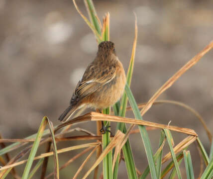 Image of European Stonechat