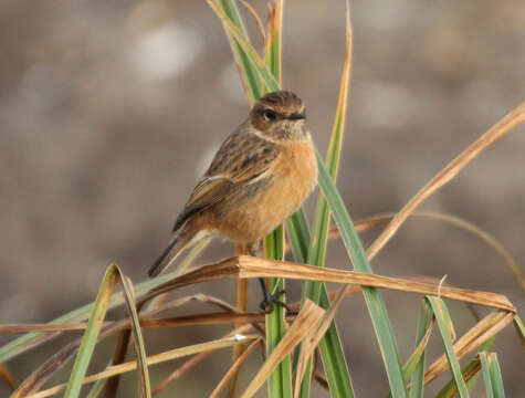 Image of European Stonechat