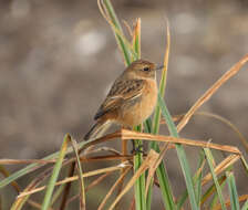 Image of European Stonechat