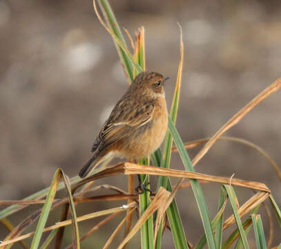 Image of European Stonechat