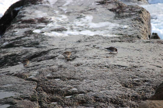 Image of Purple Sandpiper