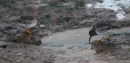 Image of Purple Sandpiper