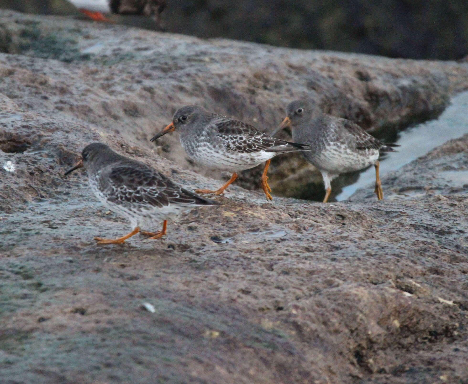 Image of Purple Sandpiper