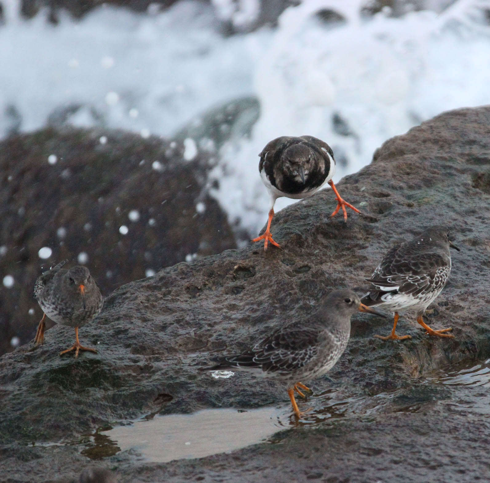 Image of Purple Sandpiper