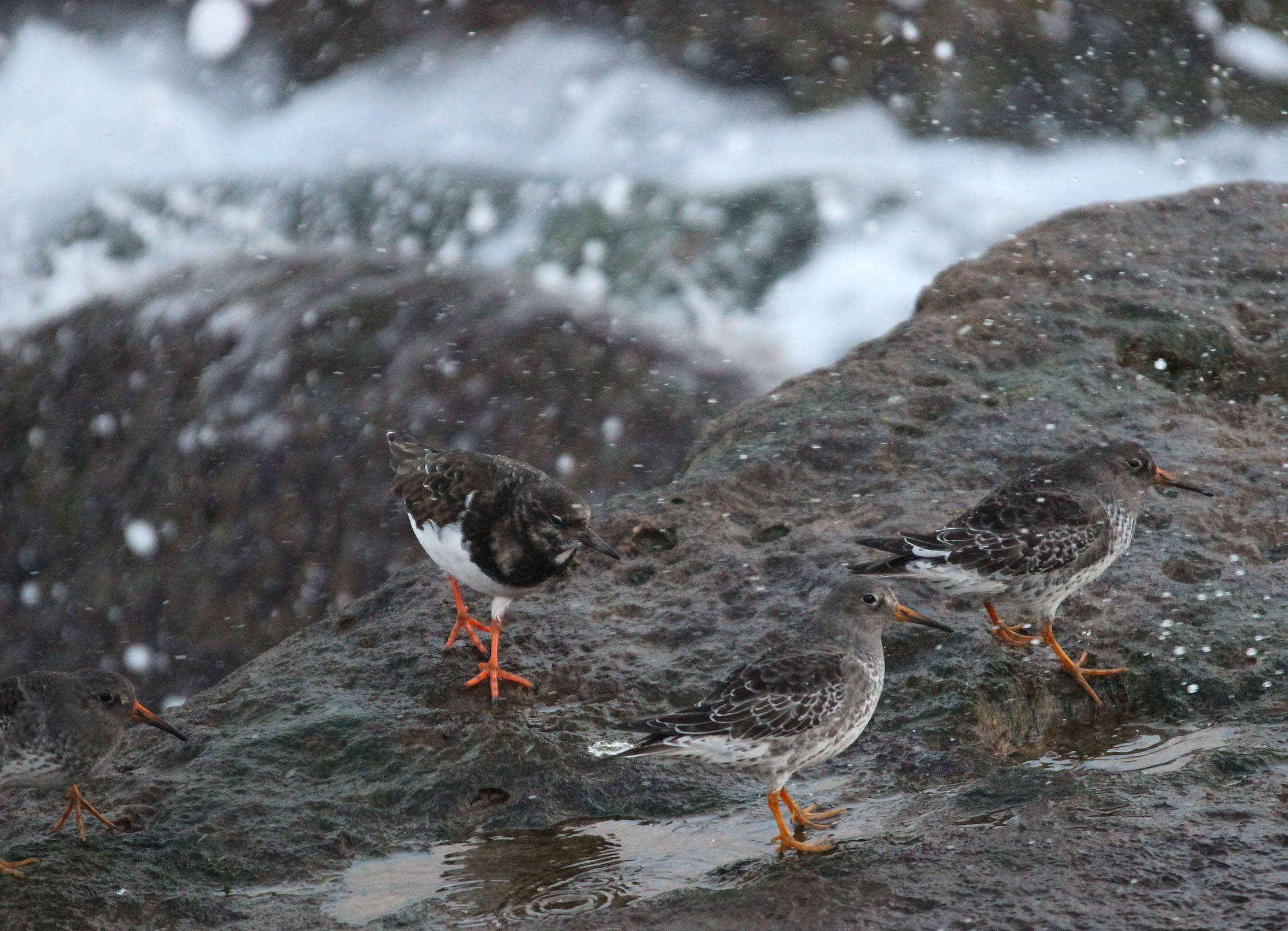 Image of Purple Sandpiper