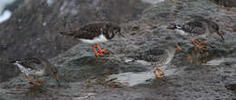 Image of Purple Sandpiper