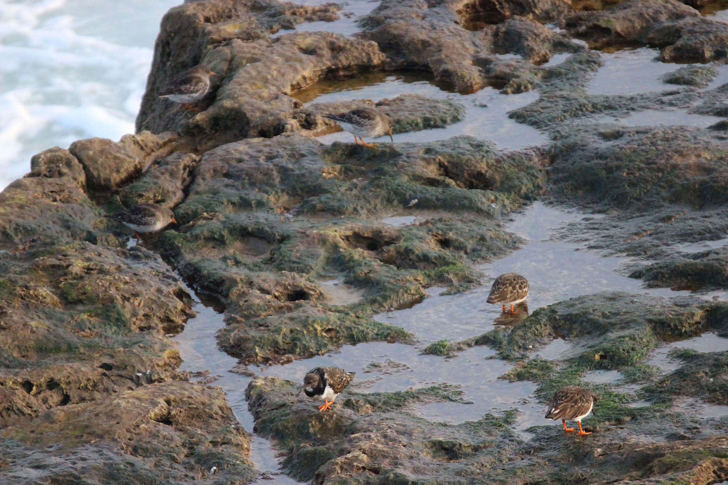 Image of Purple Sandpiper