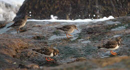 Image of Purple Sandpiper