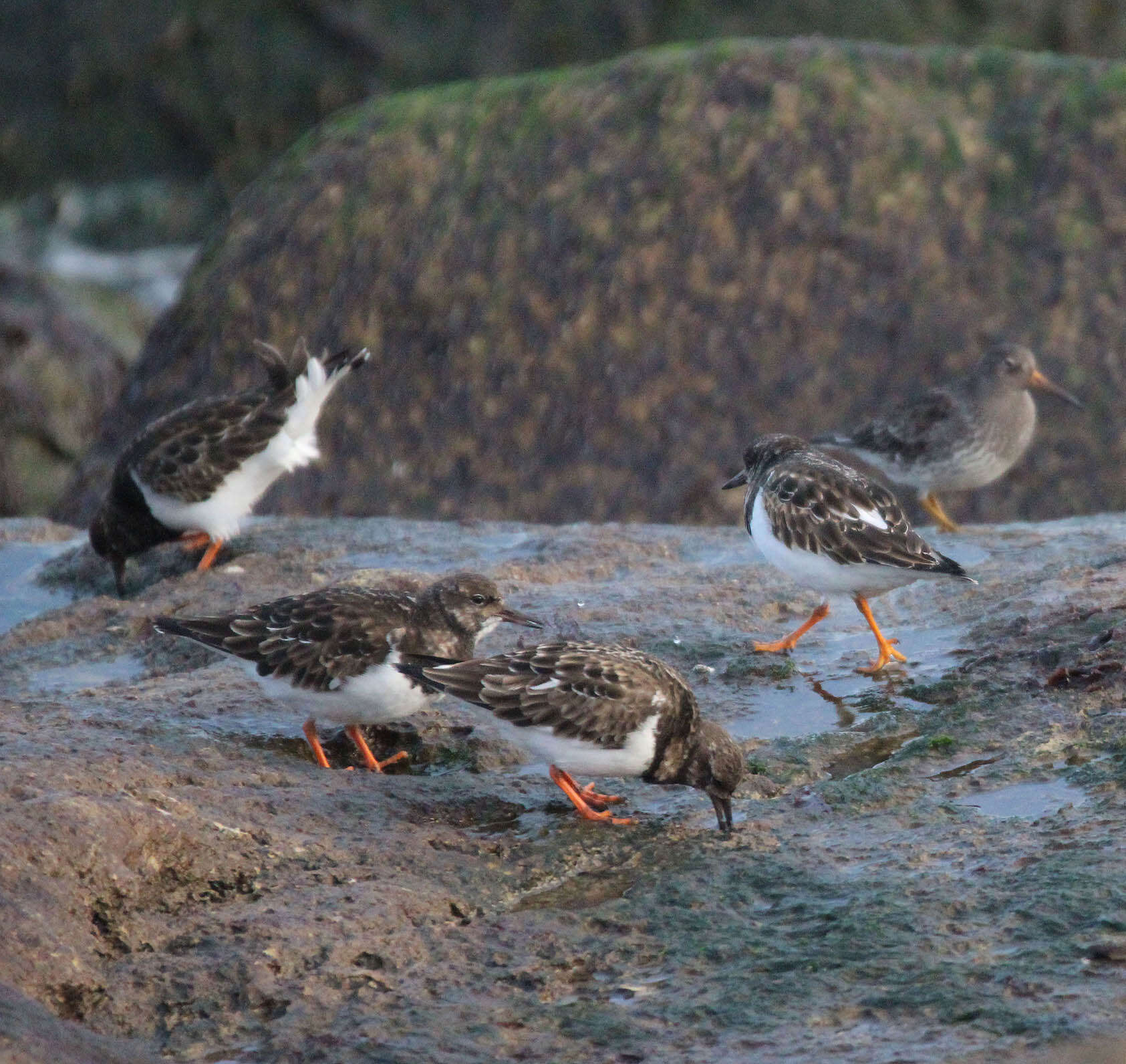 Image of Purple Sandpiper