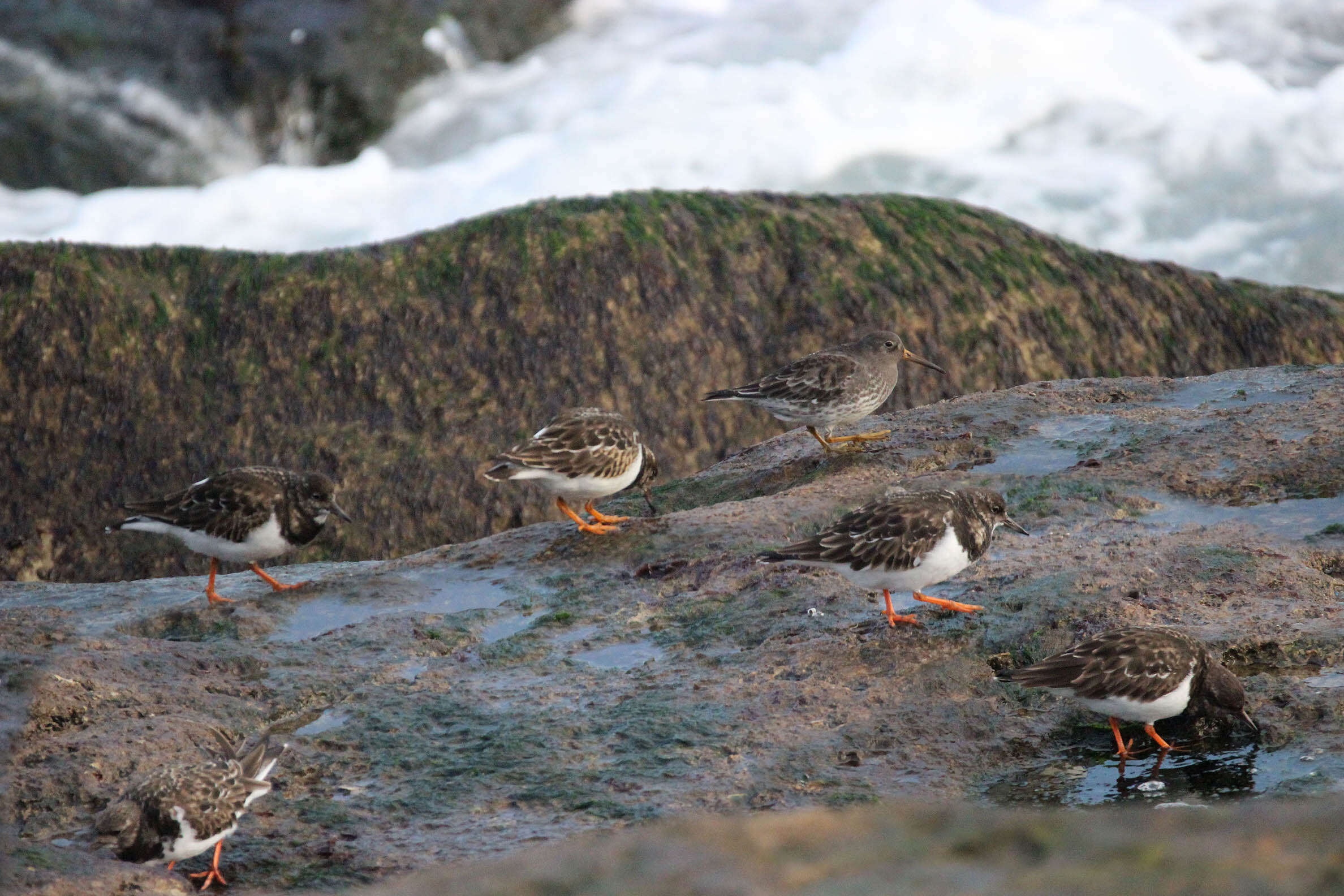 Image of Purple Sandpiper