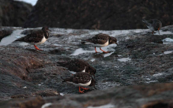 Image of Ruddy Turnstone