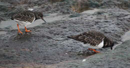 Image of Ruddy Turnstone