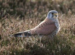 Image of kestrel, common kestrel