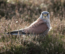 Image of kestrel, common kestrel