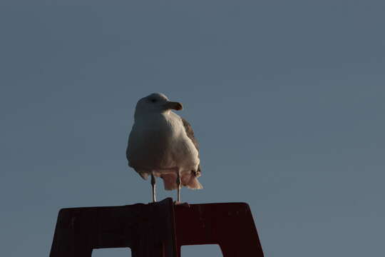 Image of Great Black-backed Gull