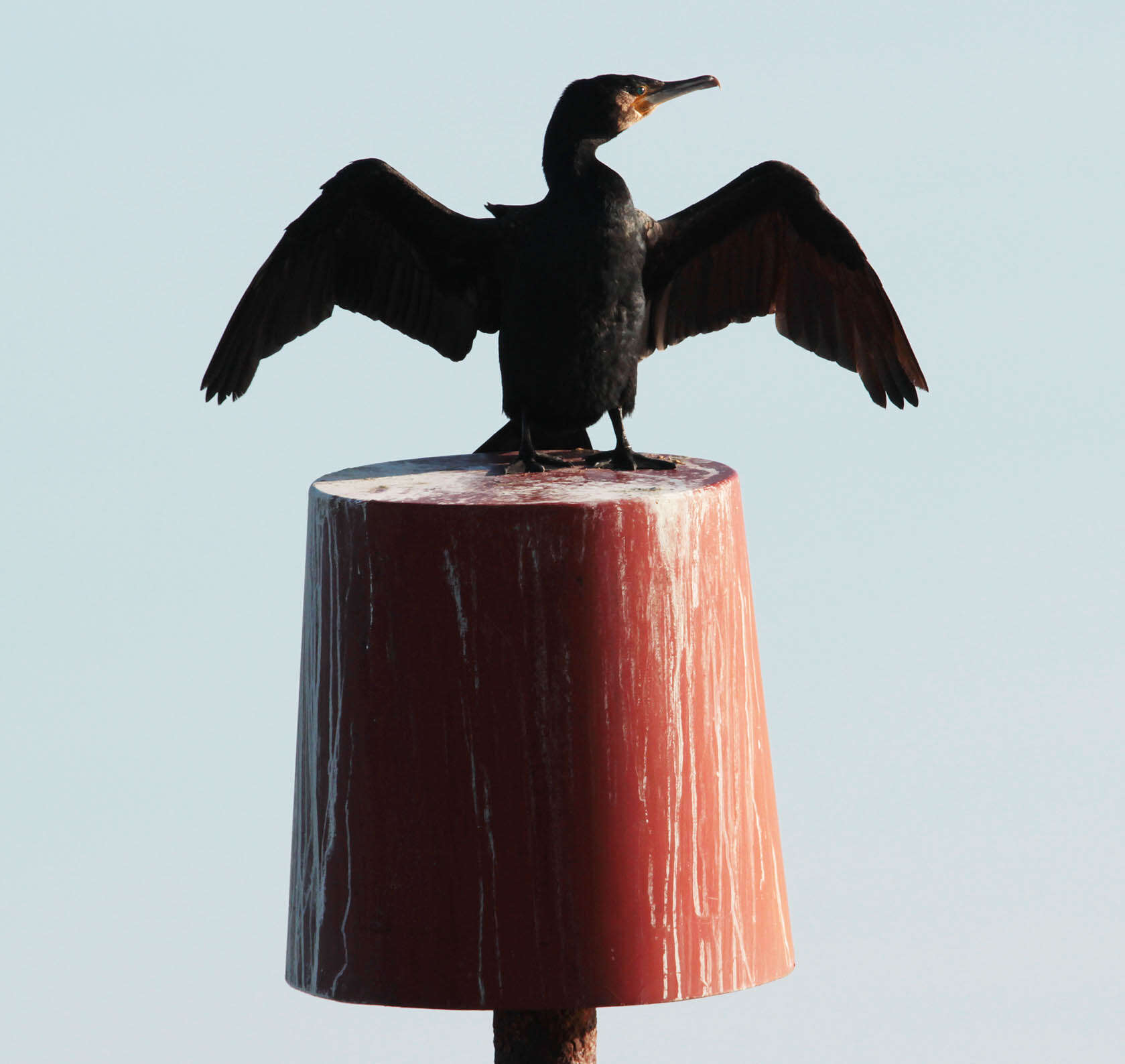 Imagem de Phalacrocorax carbo (Linnaeus 1758)