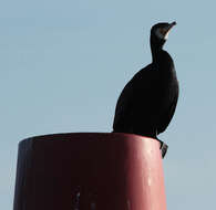 Image of Black Shag