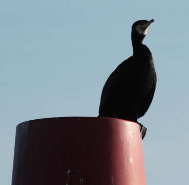 Plancia ëd Phalacrocorax carbo (Linnaeus 1758)