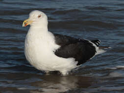 Image of Great Black-backed Gull
