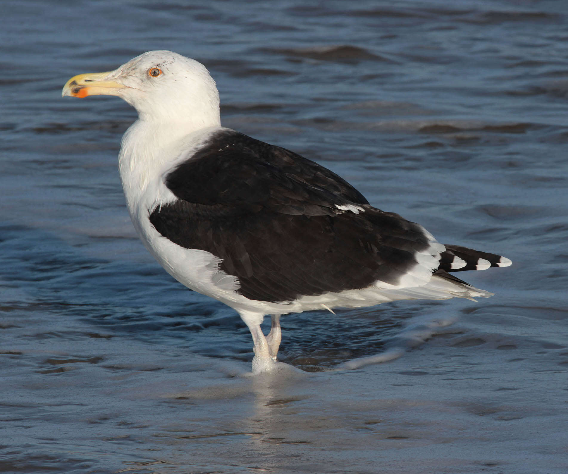 Imagem de Larus marinus Linnaeus 1758