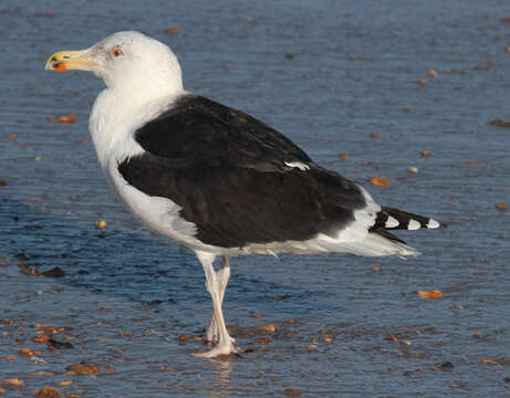 Imagem de Larus marinus Linnaeus 1758