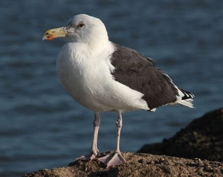 Image of Great Black-backed Gull