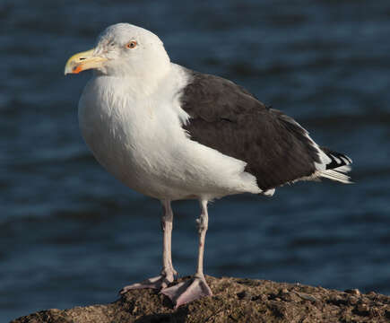 Imagem de Larus marinus Linnaeus 1758