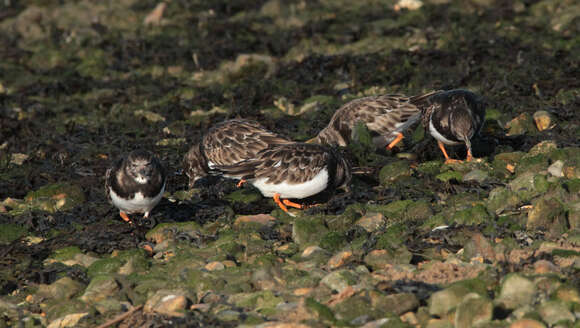 Image of Ruddy Turnstone