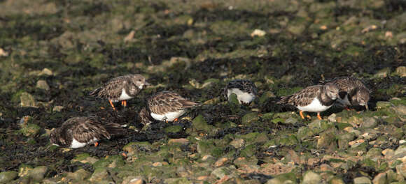 Image of Ruddy Turnstone