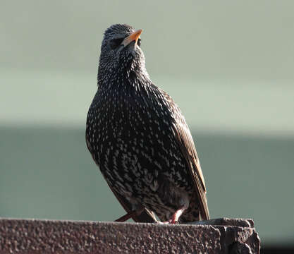 Image of Sturnus Linnaeus 1758