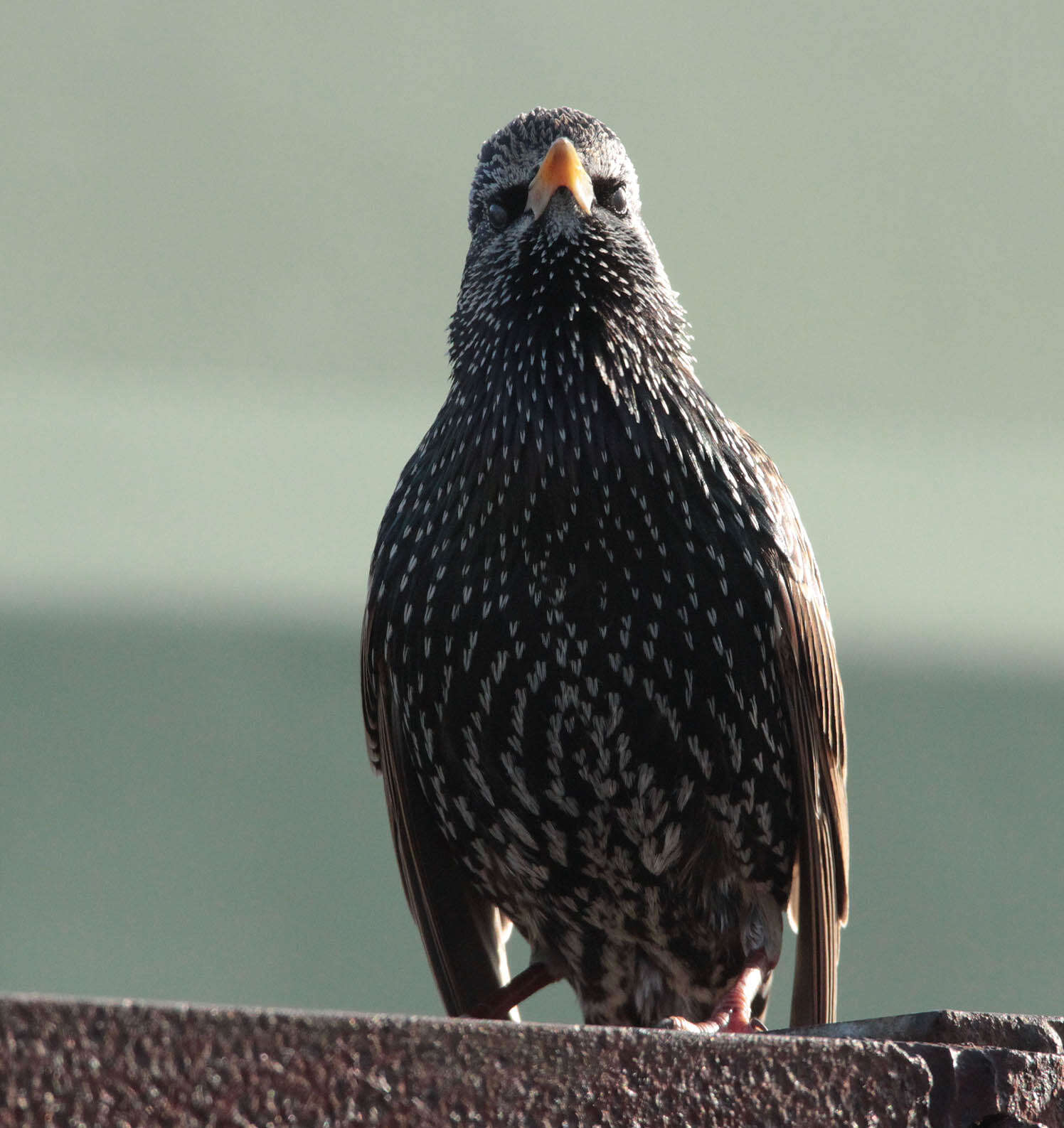 Image of Sturnus Linnaeus 1758