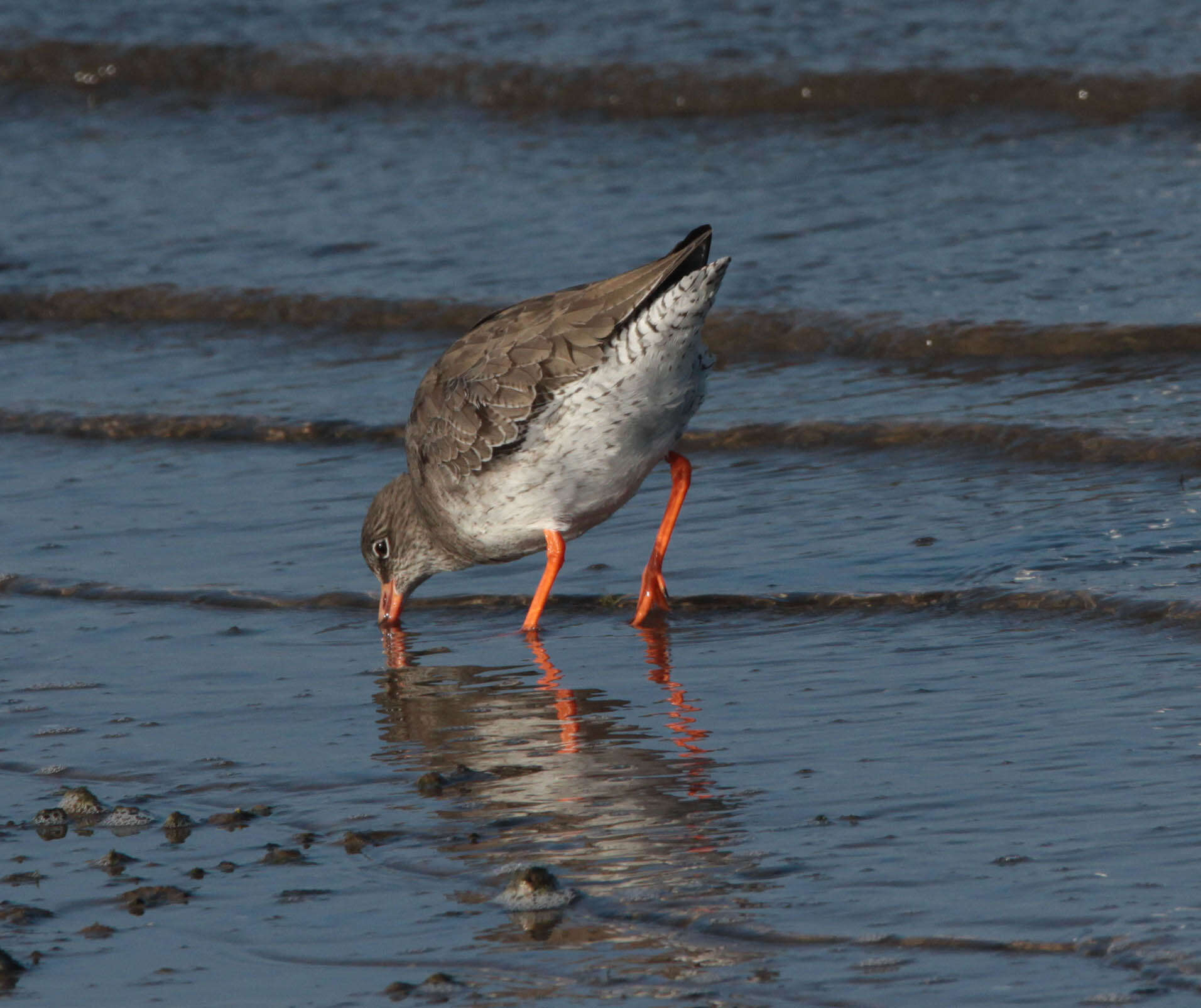 Image of Common Redshank