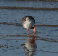 Image of Common Redshank