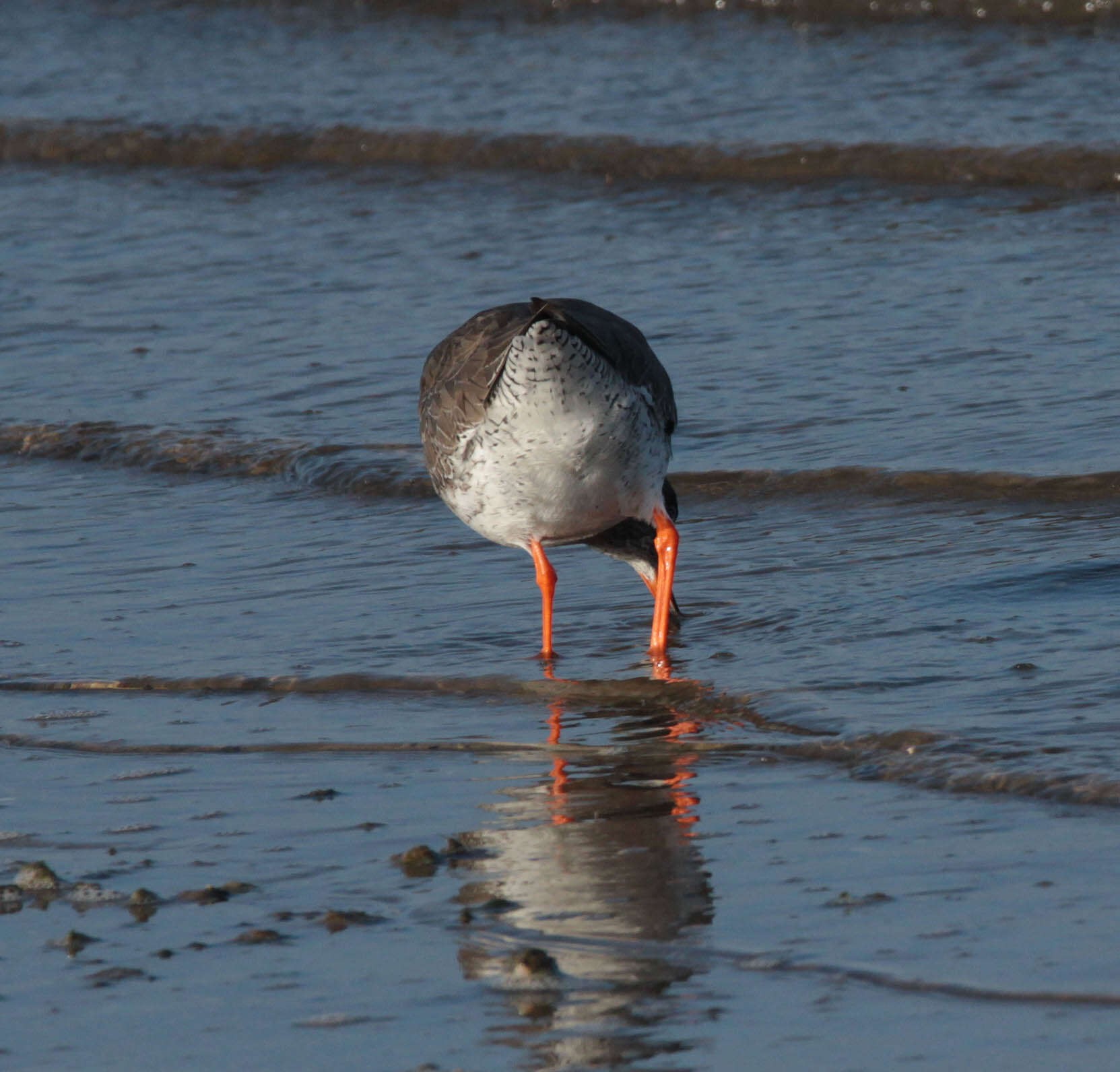 Image of Common Redshank