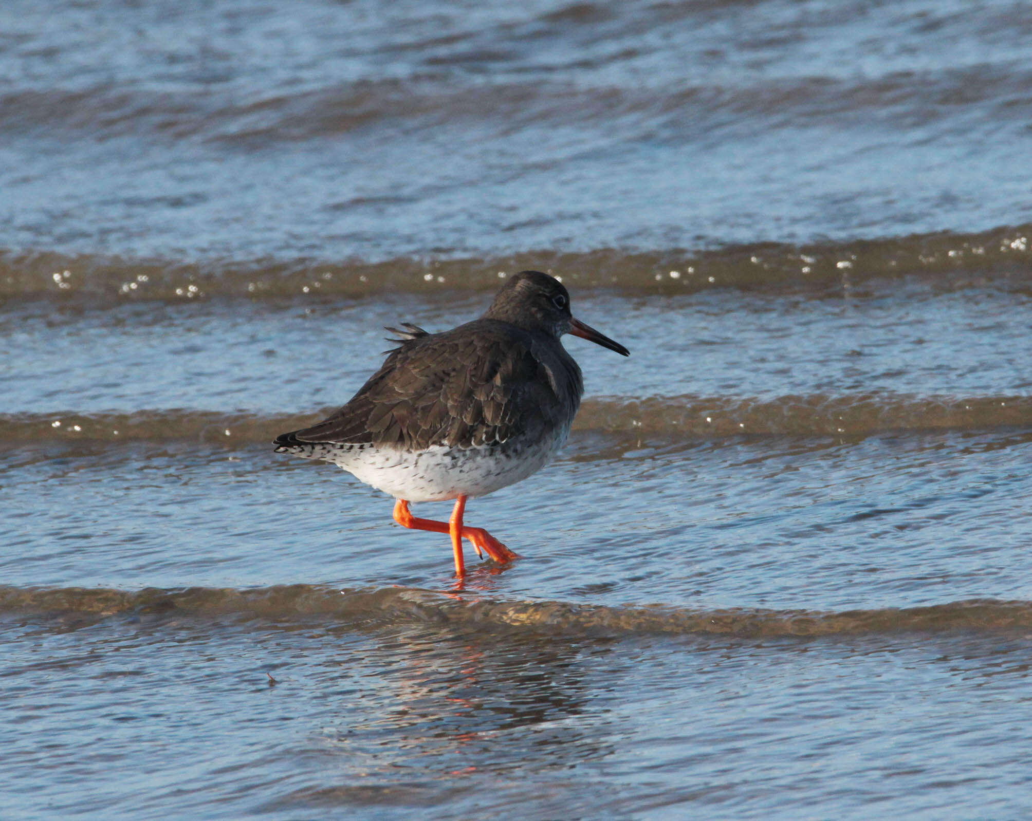 Image of Common Redshank