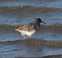 Image of Common Redshank