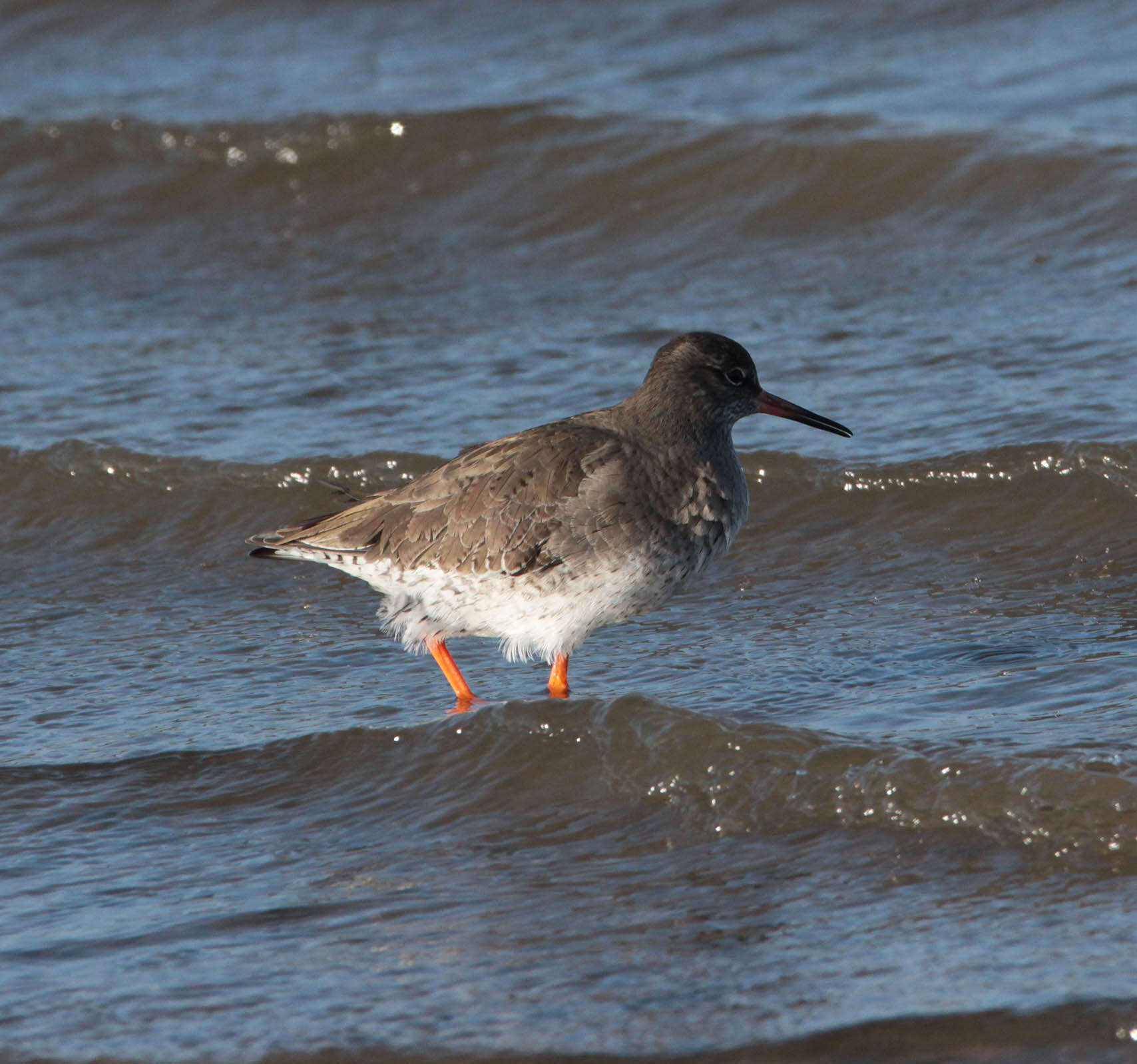 Image of Common Redshank